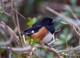 eastern_towee.jpg