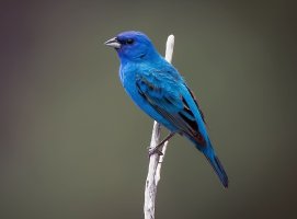 indigobunting.jpg