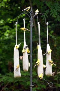 finches_52225-1.jpg