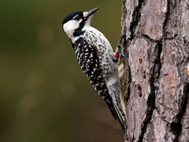 redcockadedwoodpecker.jpg