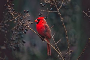 cardinalweb.jpg