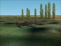 BlkPoplar01.jpg