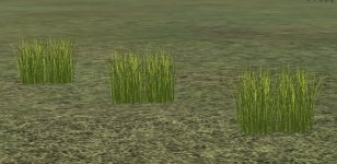 Tall Dry Grass.jpg
