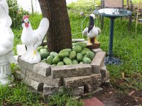 mangos2.jpg