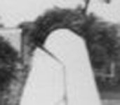 tail.jpg