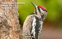 0_yellow-bellied-sapsucker.jpg