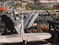Skua a.jpg