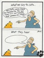 What cats hear.jpg