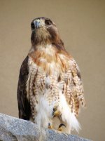 fluffeh_raptor.jpg