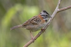 Rufous-collared_sparrow.jpg