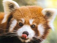 redpanda.png