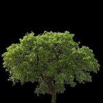 bh_oak2.jpg