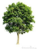 European_walnut_drawing.jpg