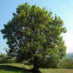 European Maple_ summer2.jpg
