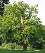 European_Chestnut_summer.jpg
