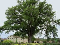 Oak_3.jpg