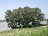 White_poplar_grove_Po_river.jpg