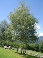 Birch_grove.jpg