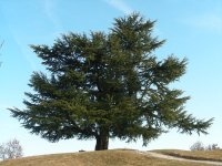 Cedar .jpg