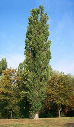 Black_poplar.jpg