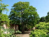 Black Locust.jpg