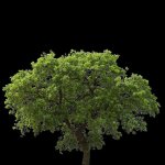 bh_oak2.jpg