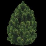 bh_pinesm1.jpg