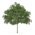 European Maple 1024x1024.jpg