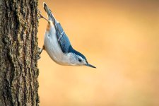 nuthatchonoaktree.jpg