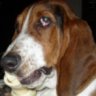 HoggyDog