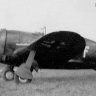 ALPHA P47 Zircus Rosarius